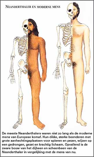 vergelijking Neanderthaler en moderne mens