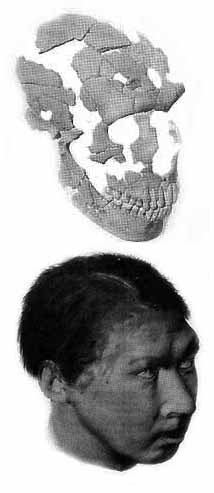 een gevonden schedel in St Cesaire met reconstructie