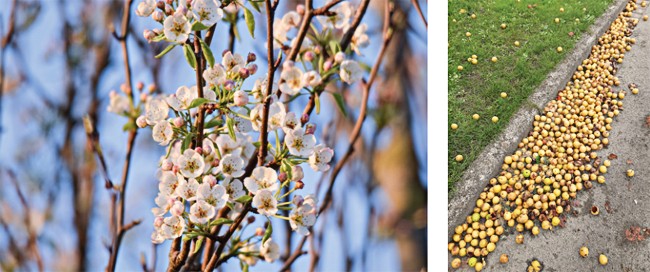 Perenbomen in bloei aan de Wederik (voorjaar). Peren op het asfalt in de herfst bederven de pret... 