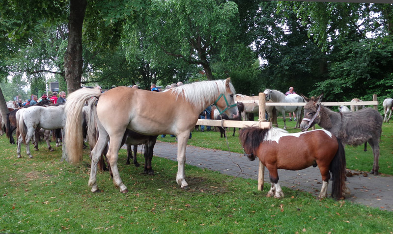 de paardenmarkt in 2012 aan de Eringalaan